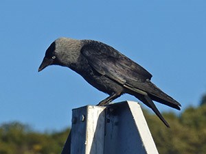 A roadsign Eurasian Jackdaw - Corvus monedula © John Muddeman